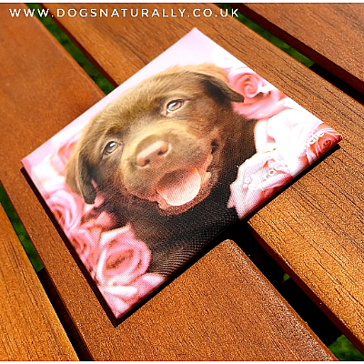 Chocolate Labrador Gift Magnet (Dozer) Rachael Hale